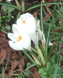 Crocus pushing through the cold