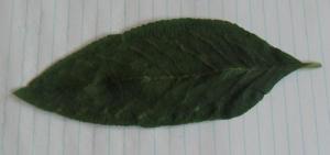 Leaf
