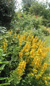 English garden in the summer