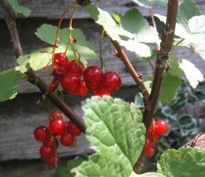 English summer fruits