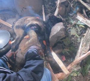 Goat well on its way to becoming dinner