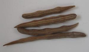 Moringa pods