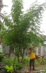 harvesting moringa leaves