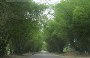 Bamboo Avenue