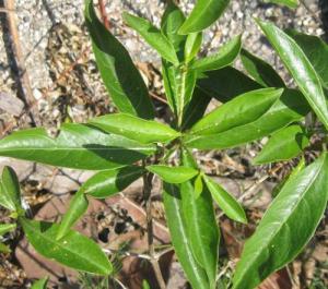 Leaves of Strongback