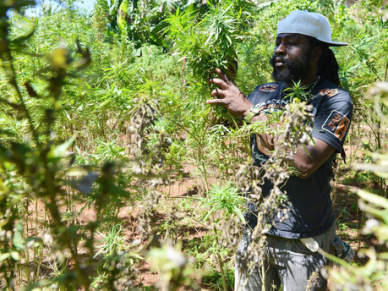 Marijuana in Jamaica