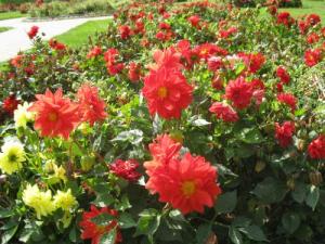Autumn dahlias in Rookery park